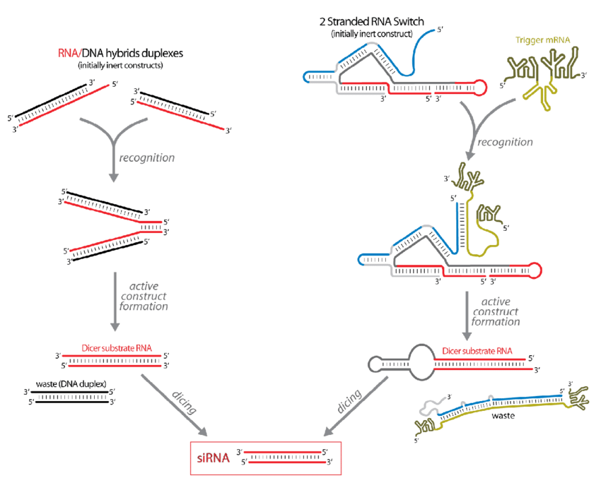 Strategies that make use of RNA toehold interactions to initiate conditional release of Dicer substrate RNAs.