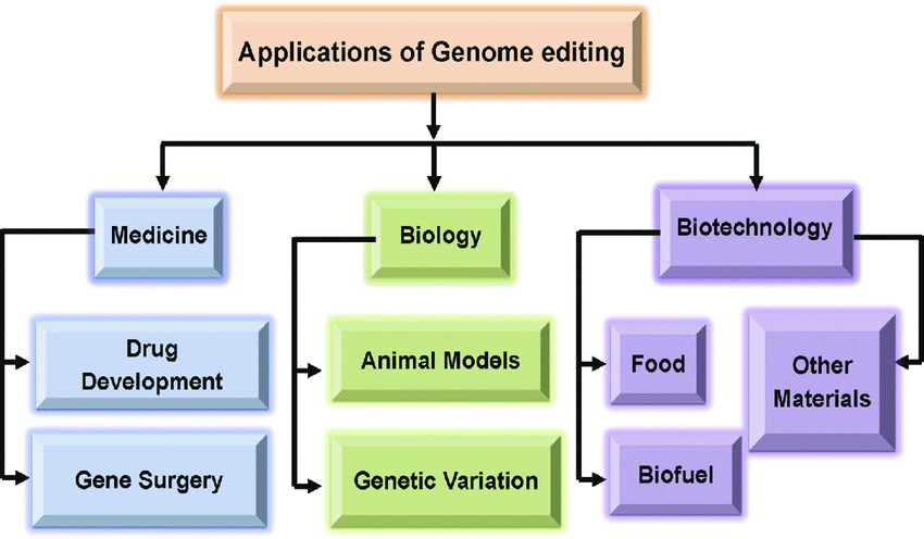 An Overview of Applications of Genome Editing Genome editing can be used in various fields of biotechnology, including biopharmaceutical development and gene therapy; genome structure alteration, regulation, and function; and production of biofuel, food, and transgenic cell lines and animals.